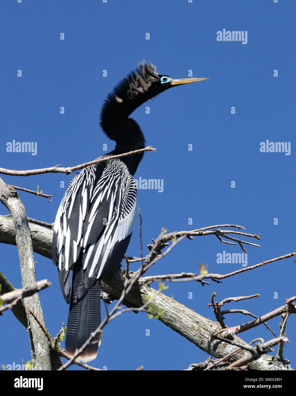 During breeding season, the male Anhinga develops a pretty green ring around it's eyes which really stands out against it's black head and long neck. Stock Photo