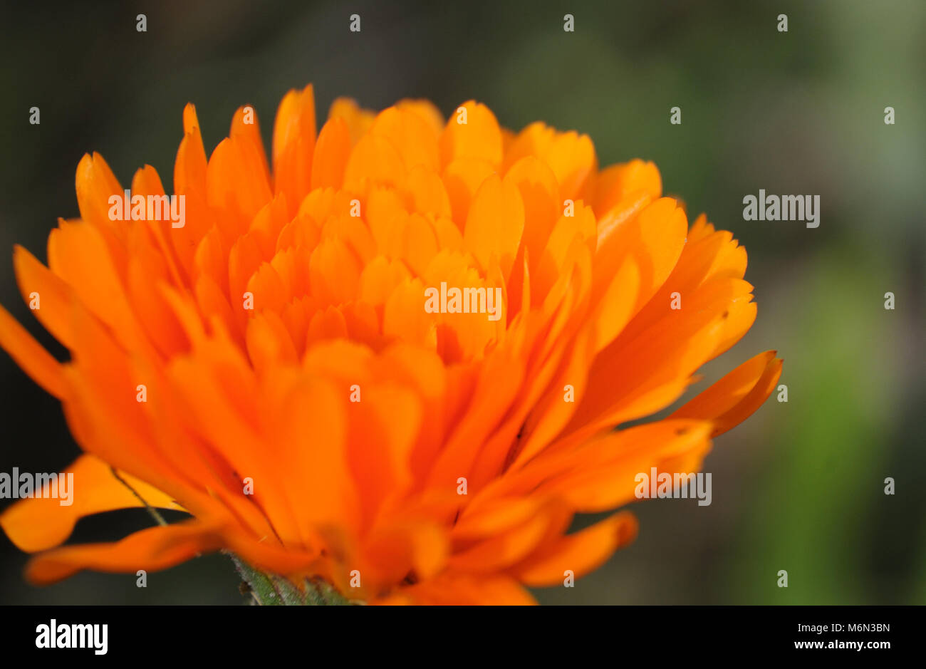 marigold flower Stock Photo