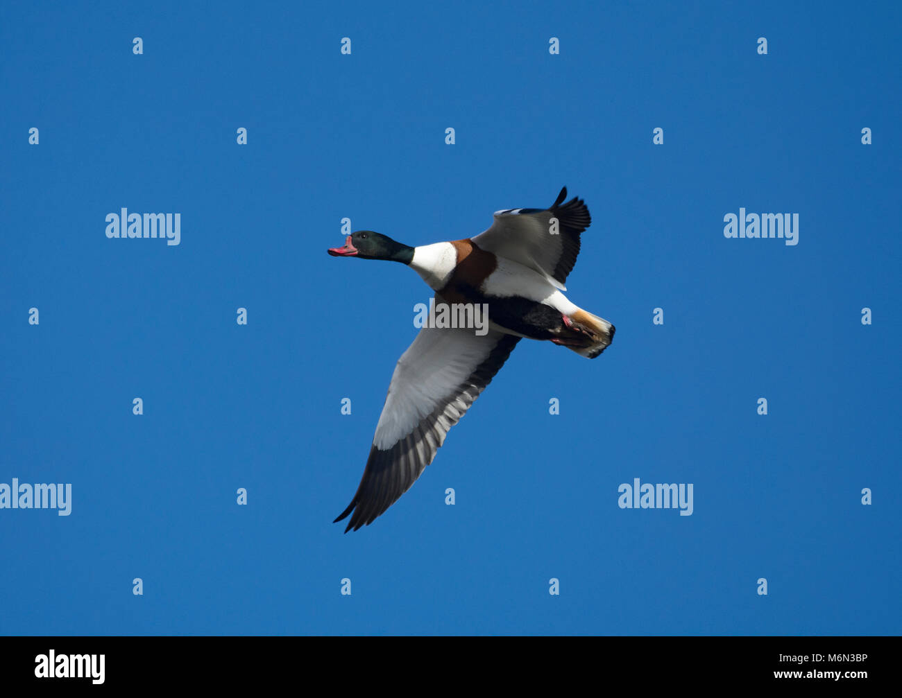 Shell Duck Flying Flying Duck Uk High Resolution Stock Photography and Images - Alamy
