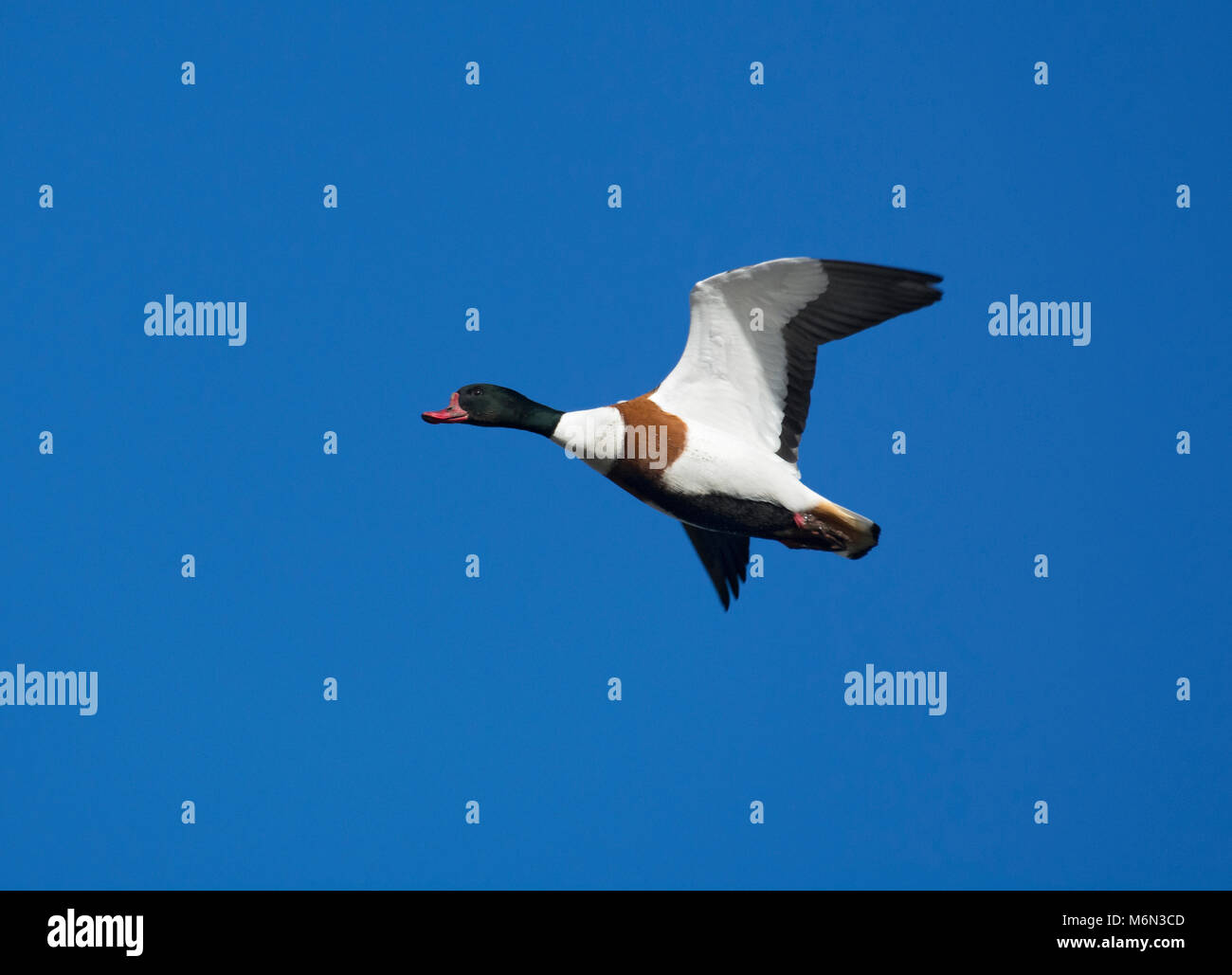 Common Shelduck In Flight High Resolution Stock Photography and Images ...