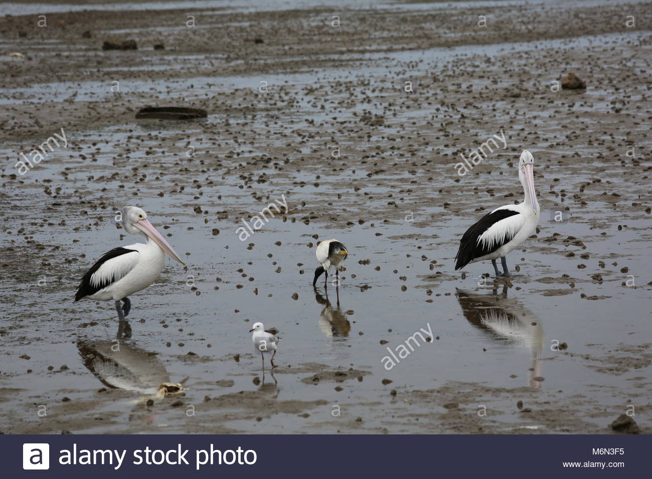 At low tide a pelican walks the mucky shore in search of food. Stock Photo