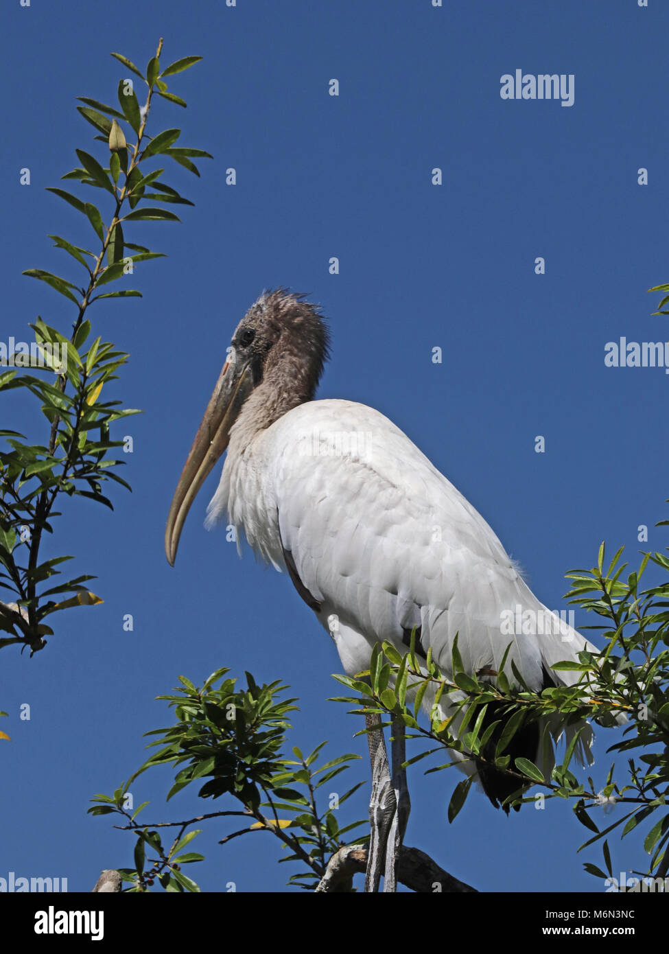 Wood stork used to be called Wood ibis but they are not an Ibis at all. Stock Photo