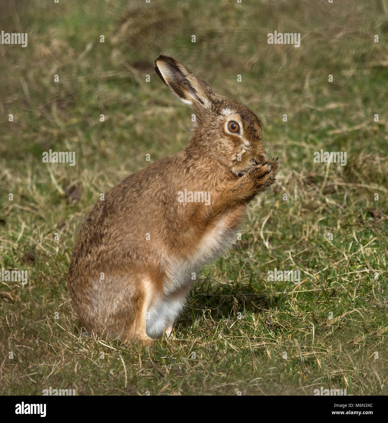 European Brown Hare,  Lepus europaeus, washing its face, Lancashire, UK Stock Photo