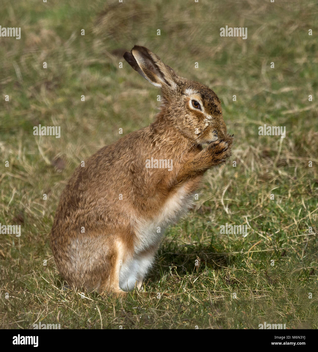 European Brown Hare,  Lepus europaeus, washing its face, Lancashire, UK Stock Photo