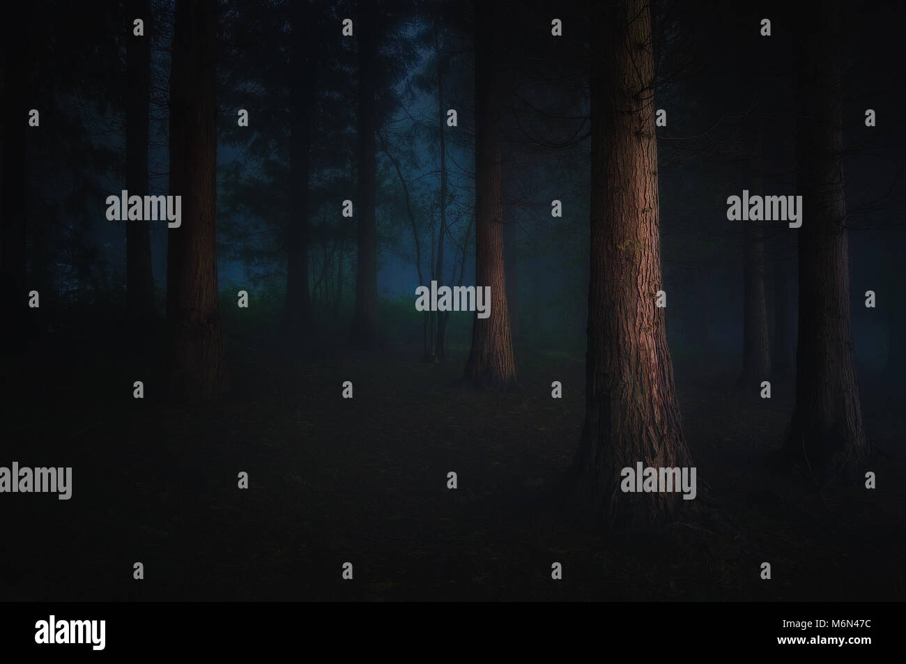 landscape of dark forest with fog Stock Photo - Alamy