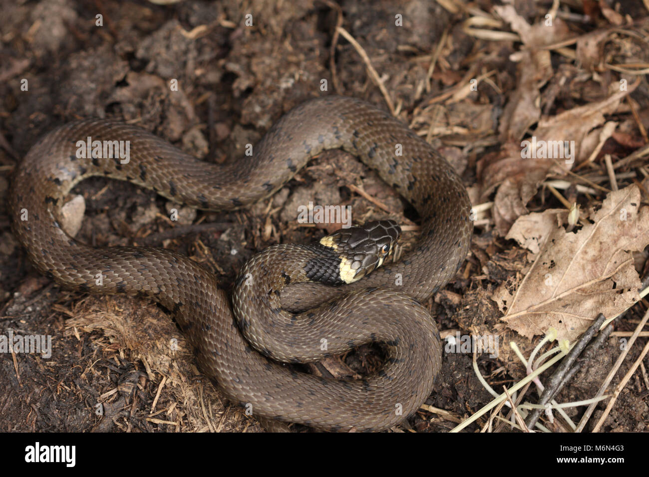 Grass snake natrix helvetica Stock Photo