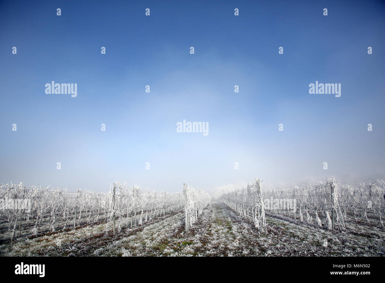 Vineyard in winter. Frozen landscape at sunny and foggy day. Stock Photo