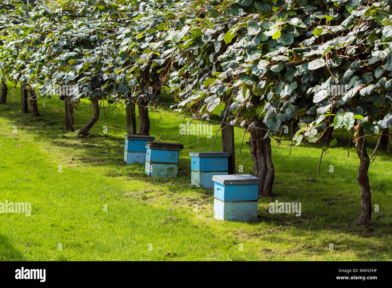 Bee hives in Kiwi fruit Orchard, Rotorua, Bay of Plenty, New Zealand Stock Photo Alamy