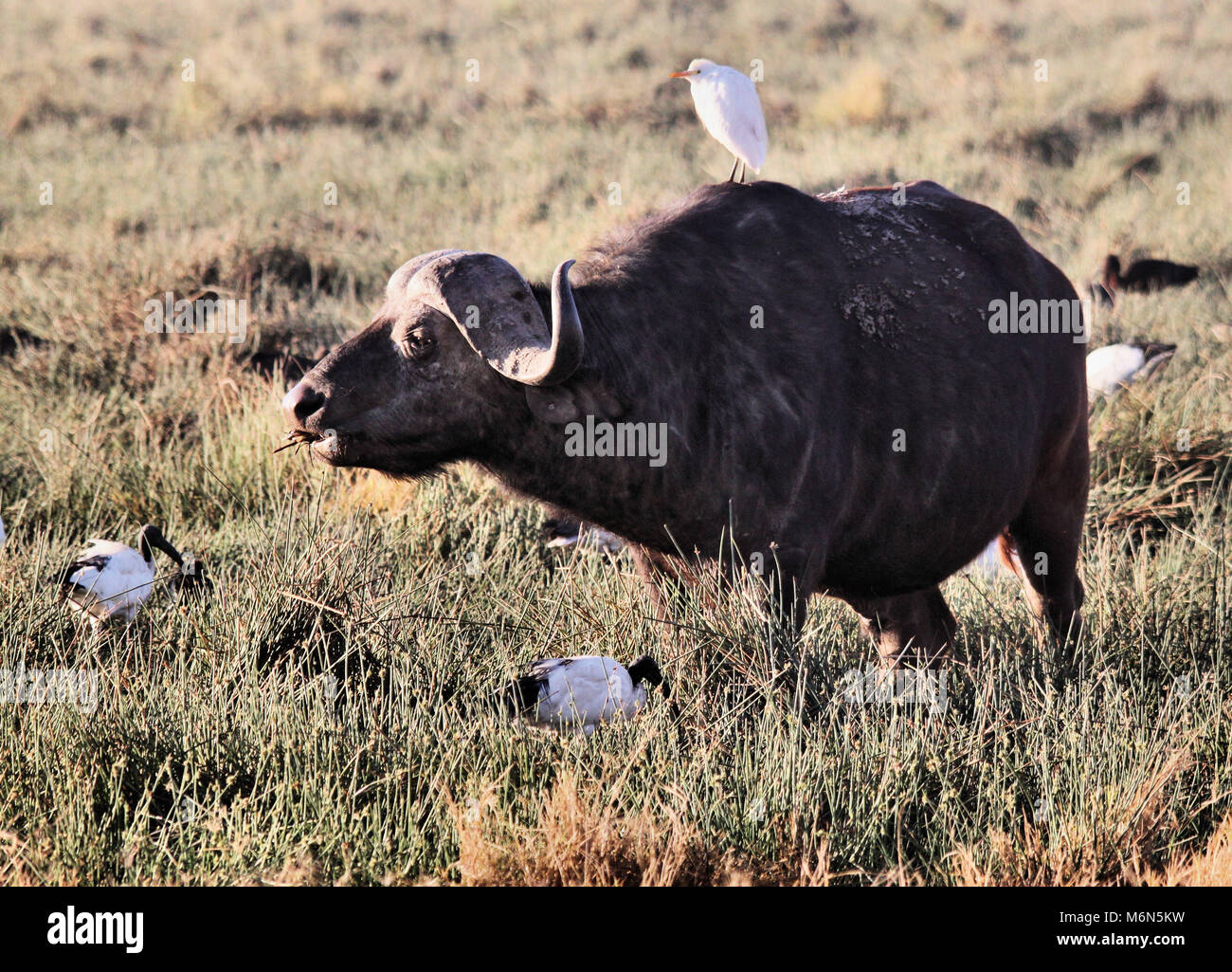 A Buffalo with a Cattle Egret on its back at Nakuru national park in Kenya Stock Photo