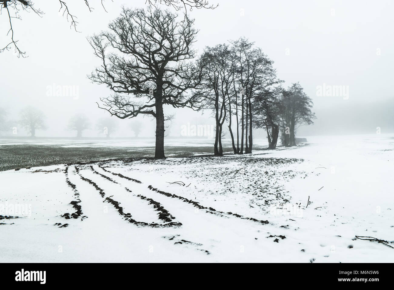 A line of trees in a field with snow in the winter, North Wales, UK. Stock Photo