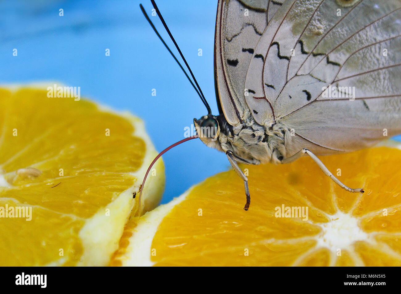 Big grey butterfly eating orange with his tongue Stock Photo Alamy