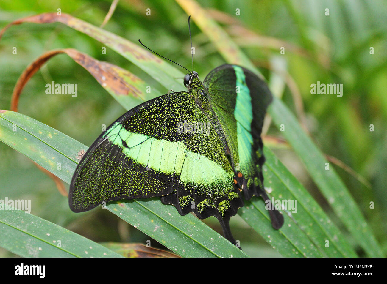Big green butterfly Emerald Swallowtail from side, Papilio palinurus Stock Photo