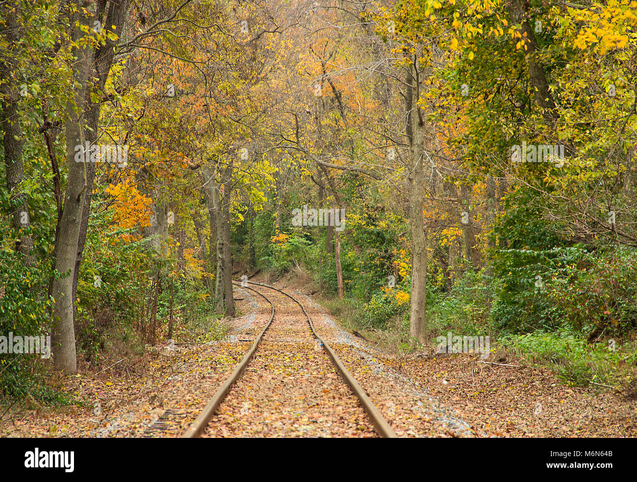 Beautiful fall foliage of orange, yellow and greens boarder an old rail road that is curving throught the tree lined rail bed. Stock Photo