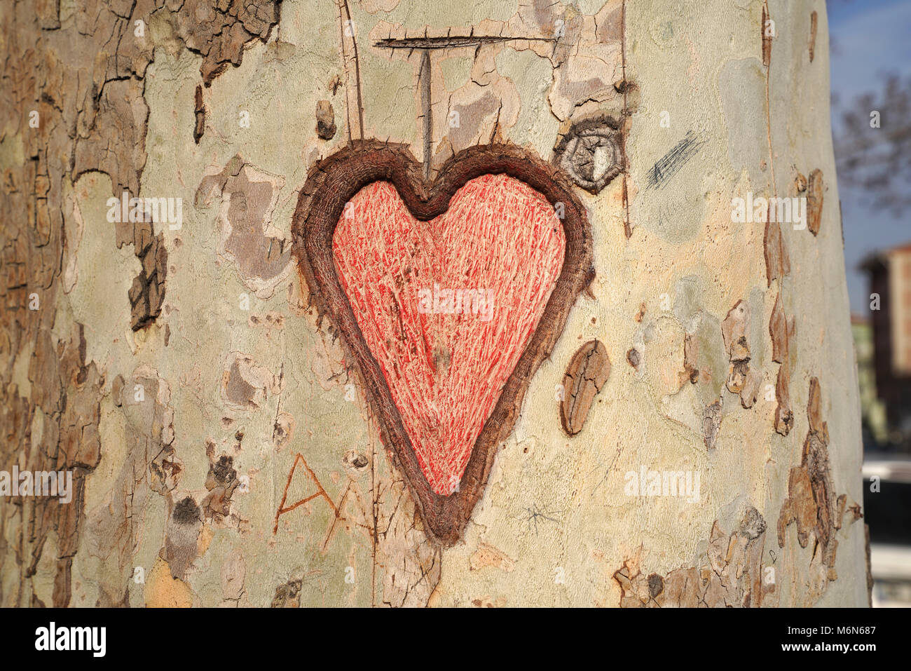 Heart carved in tree trunk Stock Photo