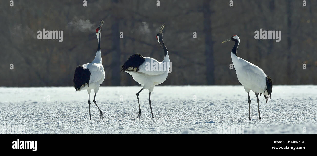 Dancing Cranes. The red-crowned crane, also called the Japanese crane or Manchurian crane, is a large East Asian cr Stock Photo