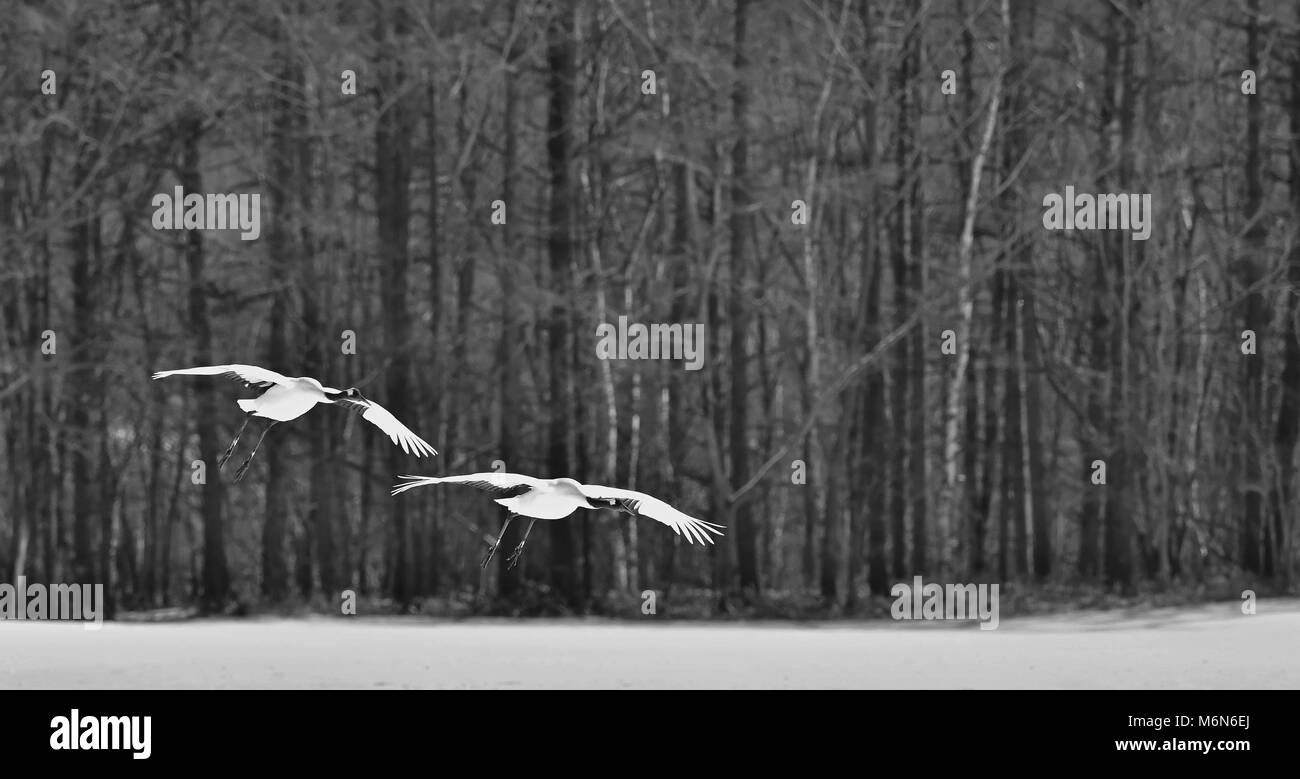 Japanese Cranes in flight in winter forest. The red-crowned crane (Sceincific name: Grus japonensis), also called the Japanese crane or Manchurian cra Stock Photo