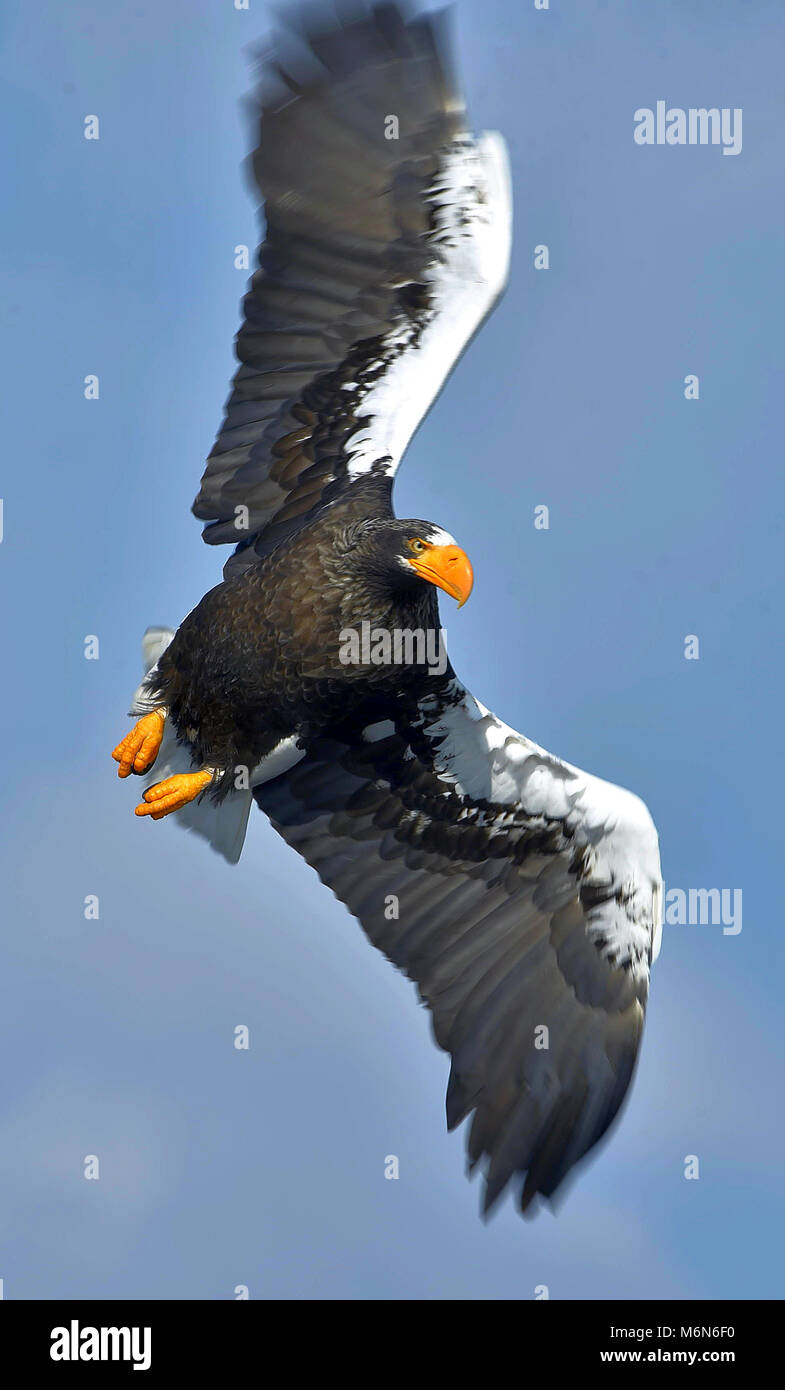 Steller's sea eagle fishing. Adult Steller's sea eagle (Haliaeetus ...