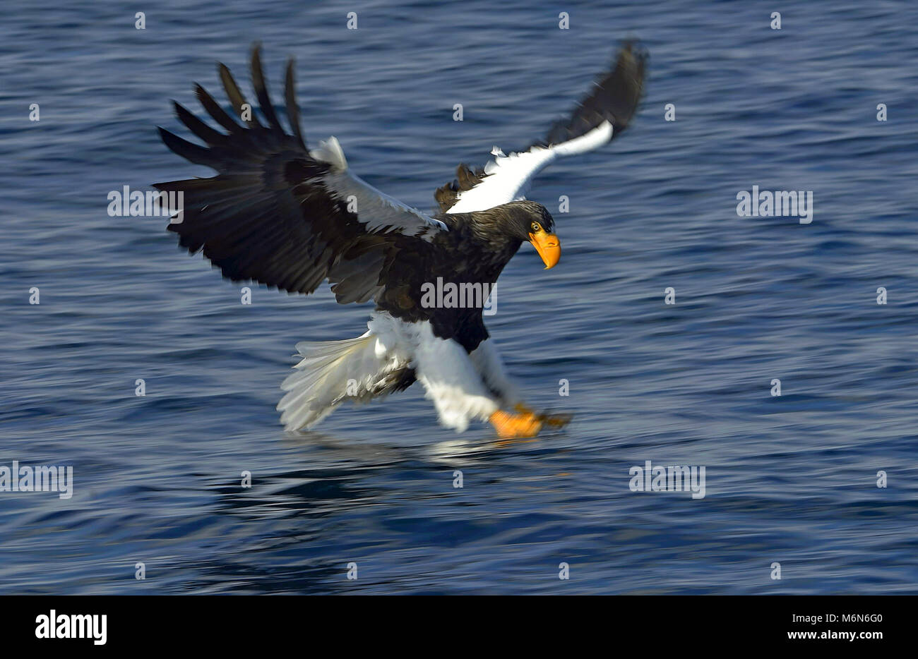 Steller's sea eagle fishing. Adult Steller's sea eagle (Haliaeetus ...
