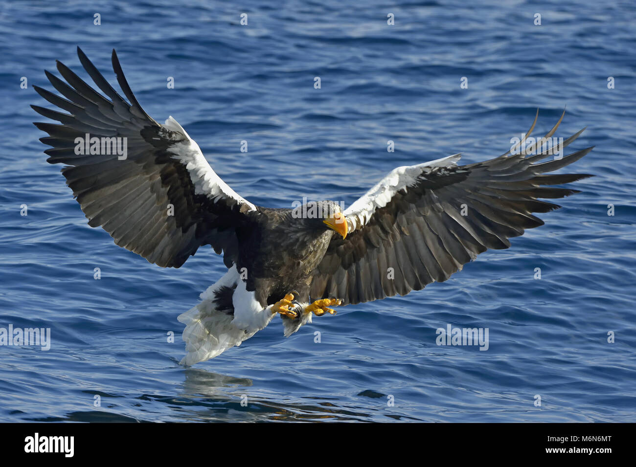 Steller's sea eagle fishing. Adult Steller's sea eagle (Haliaeetus ...