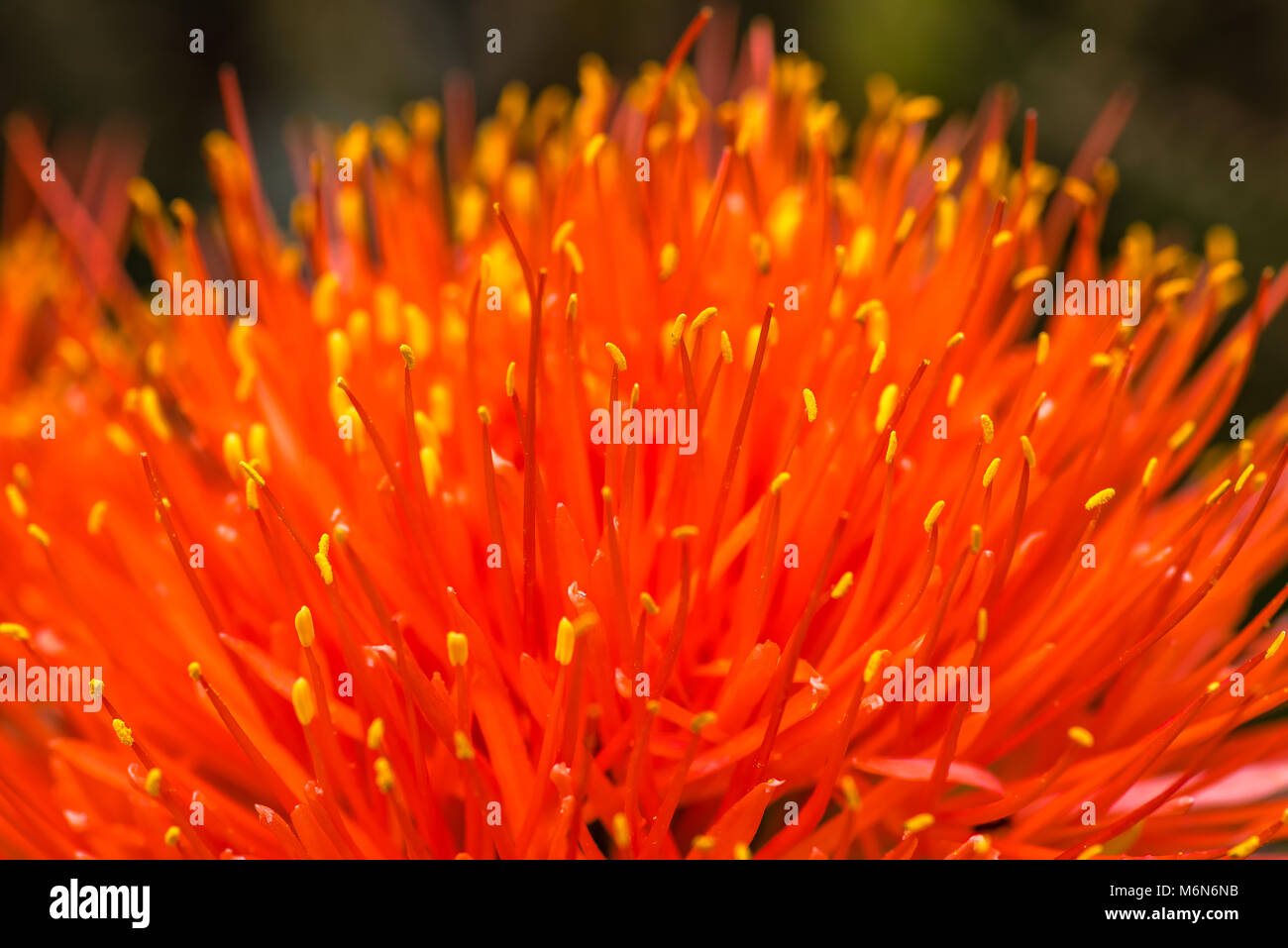 Macro of a Scadoxus multiflorus, Amaryllidaceae, selective focus Stock Photo