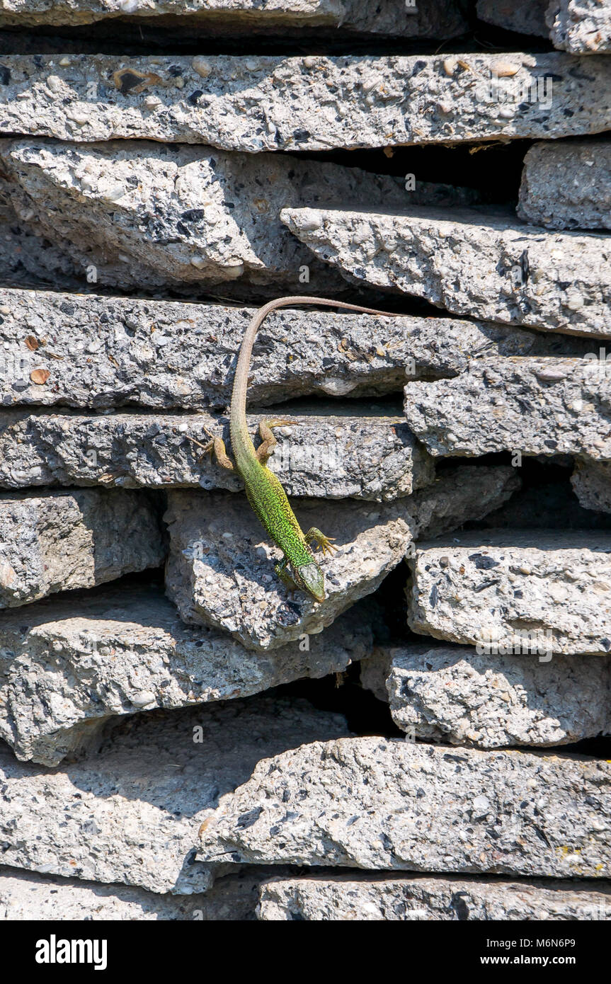 A smaragd lizard Stock Photo