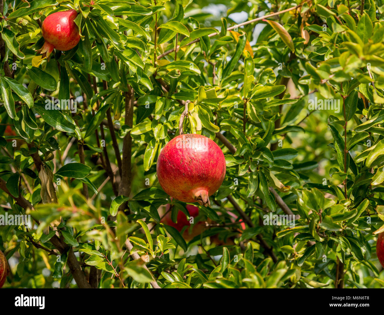 Pomegranate tree bearing ripe red fruits Stock Photo - Alamy Pomegranate tree bearing ripe red fruits Stock Photo - Alamy