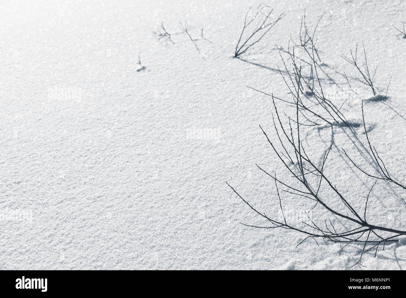 Frozen branches with shadows in snow. Natural winter photo background ...