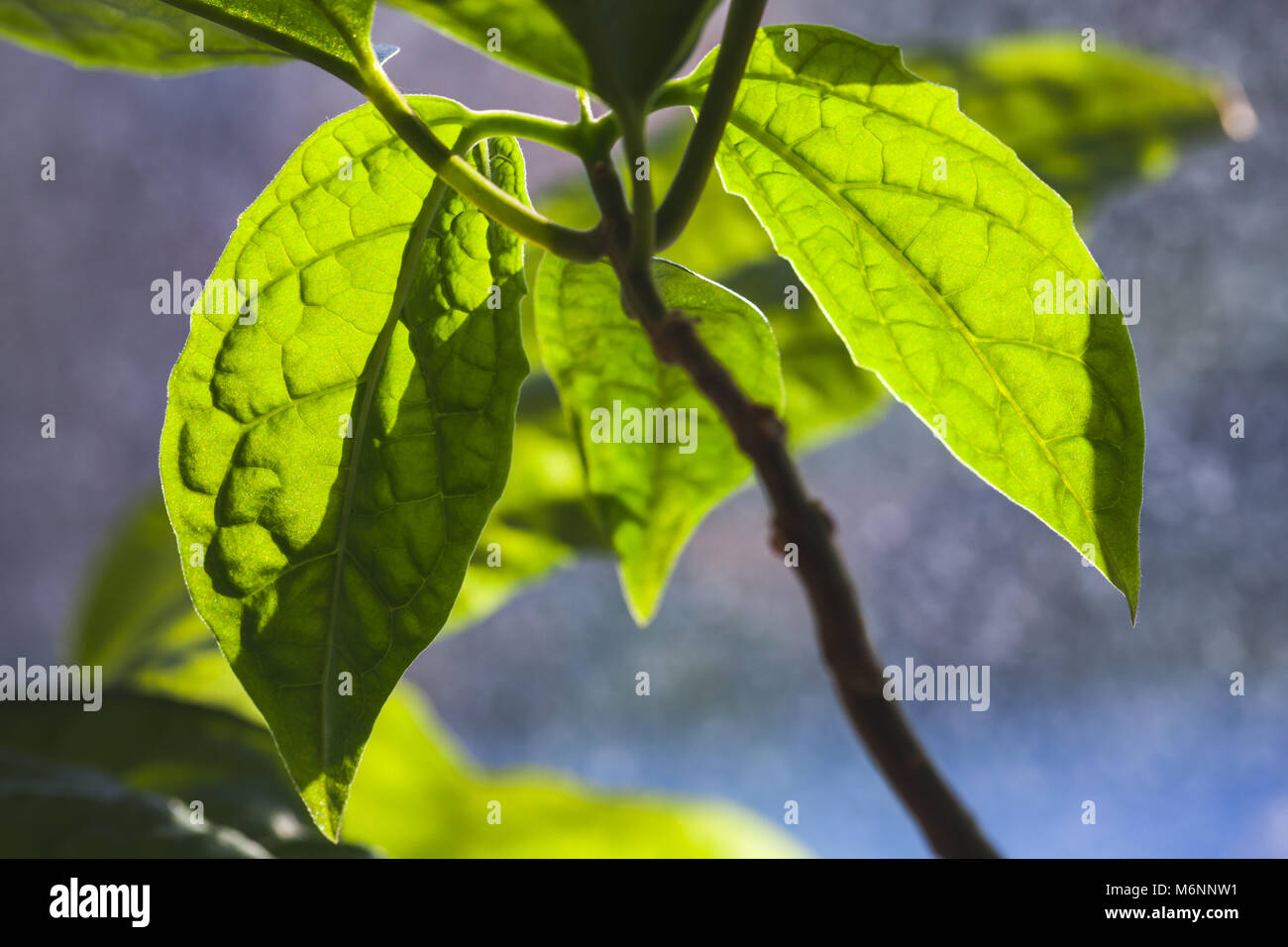 Green leaves of tropical plant in sunlight, close up photo with ...