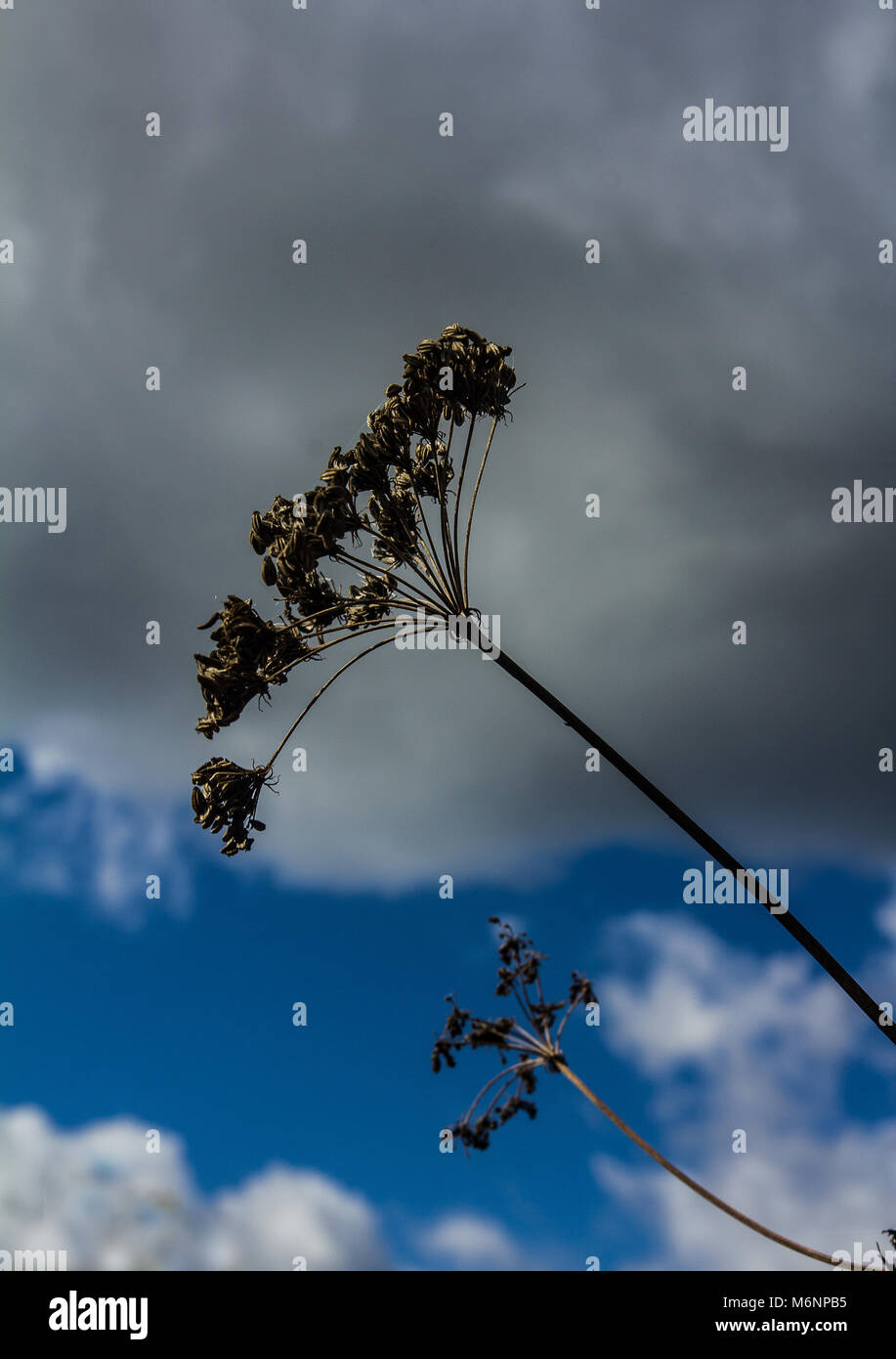 Close up of a hogweed plants. Stock Photo