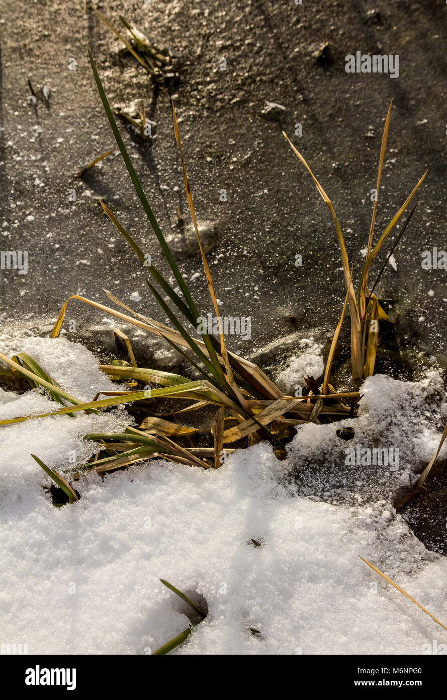 The stalks are still green grass Stock Photo Alamy