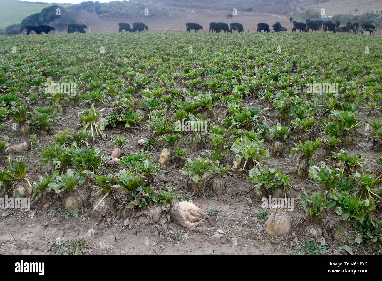 Mangel beet hires stock photography and images Alamy