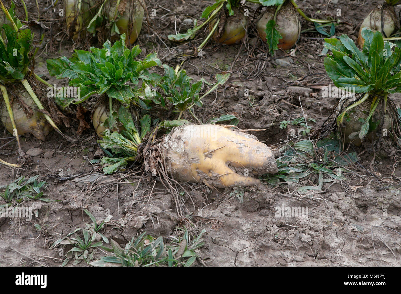 Mangelwurzel or mangold wurzel, also called mangold, mangel beet, field