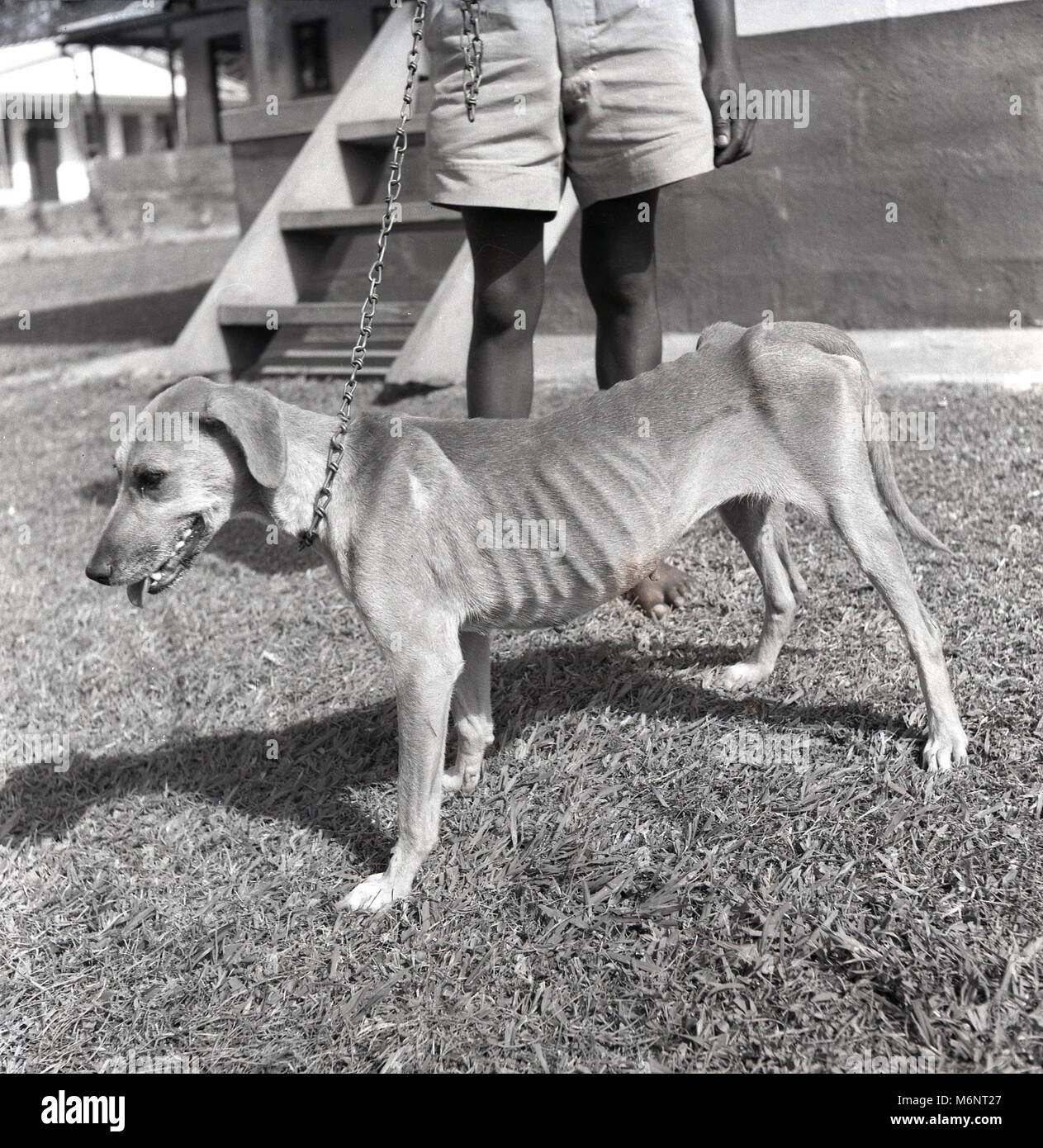 Can A Puppy Have A Rib Bone