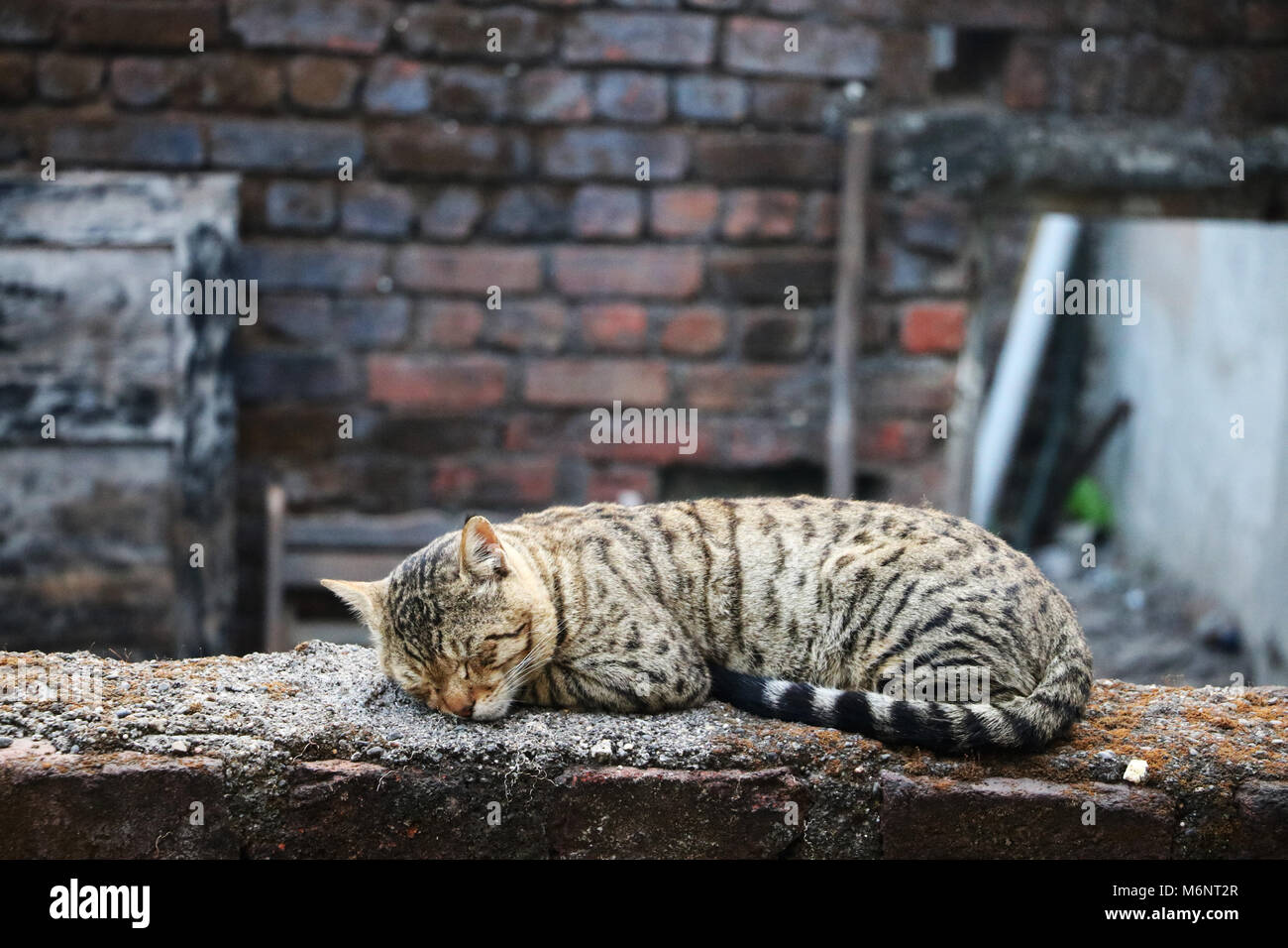 Homeless cat sleeping on top of old building wall Stock Photo - Alamy