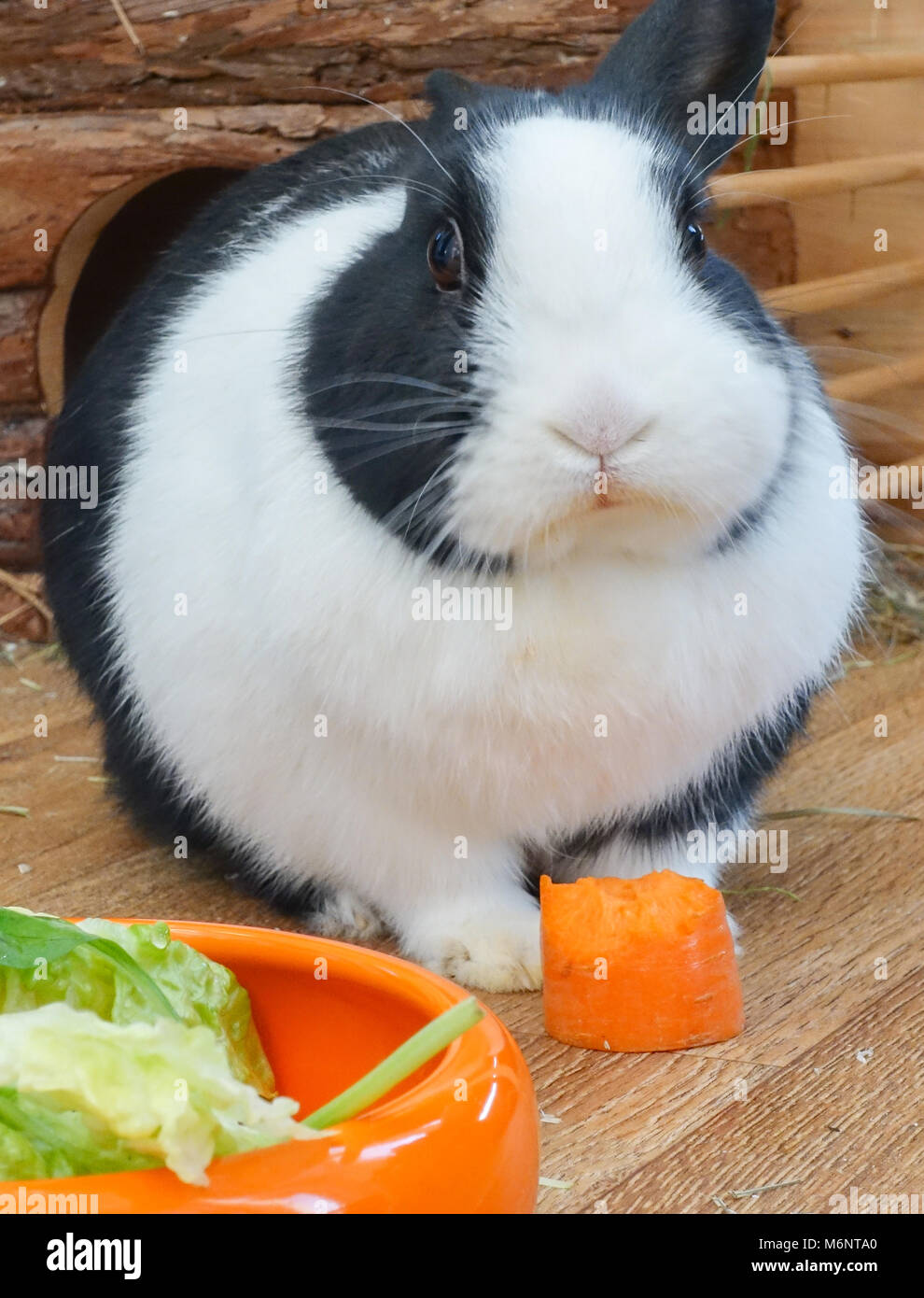 Pet rabbit eating carrot Stock Photo Alamy