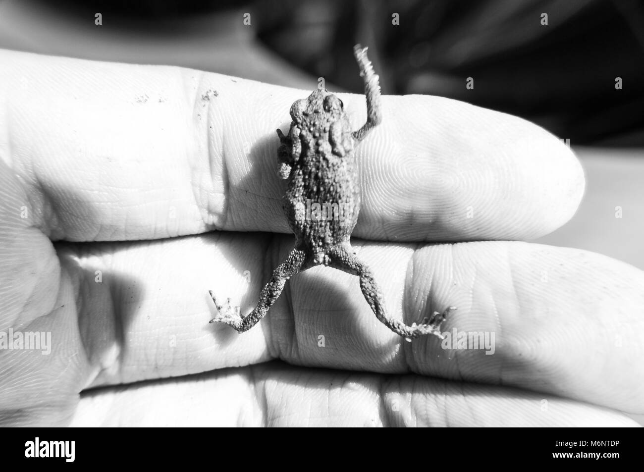 Small amphibian Common toad climbing up on man's hand in black and white shot Stock Photo