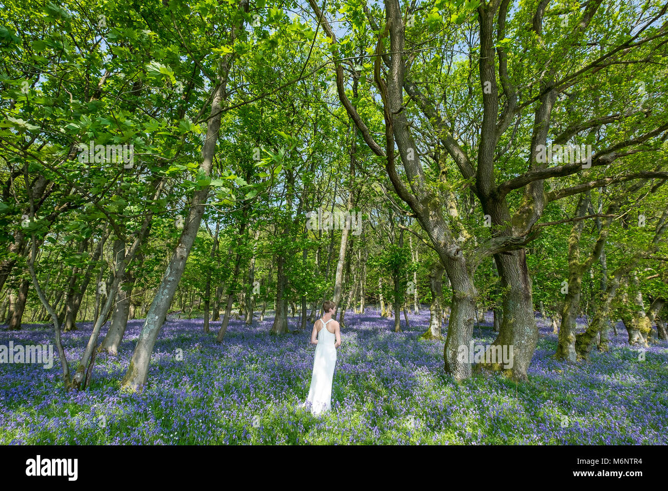 Wedding bride stood in woodland full of bluebells Stock Photo