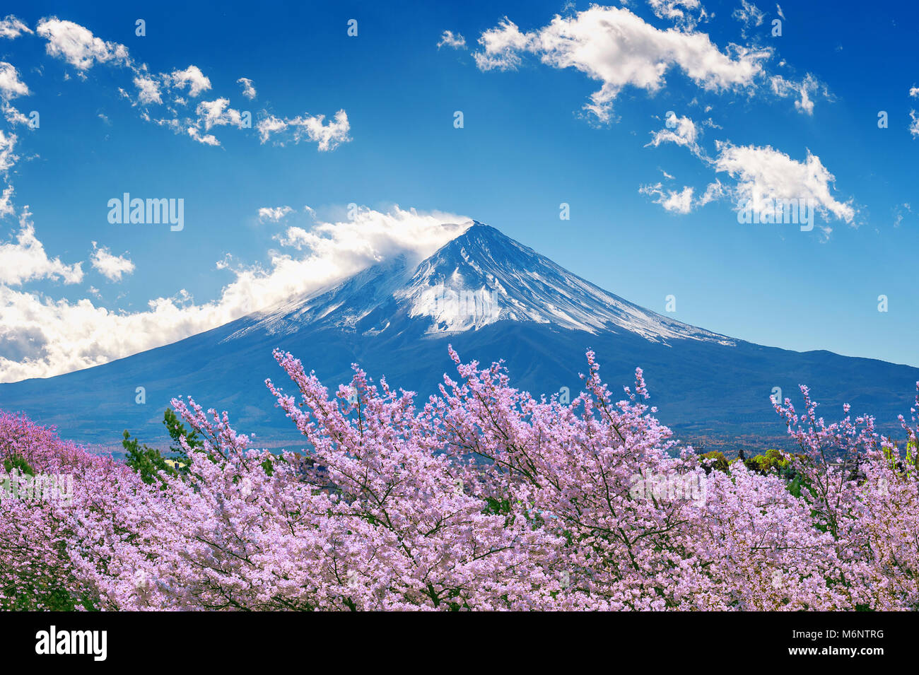 Fuji mountain and cherry blossoms in spring, Japan Stock Photo - Alamy