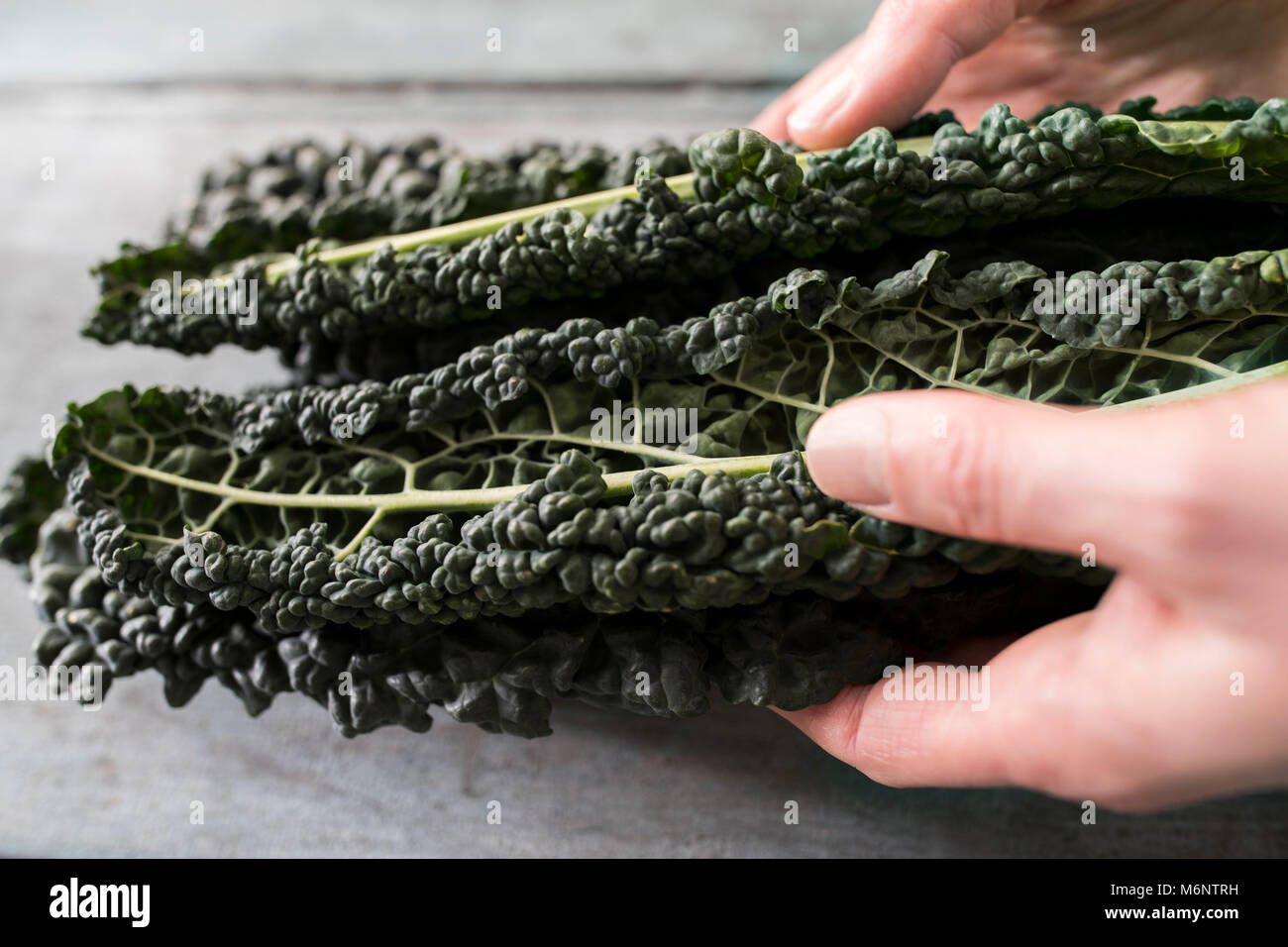 Close Up Of Woman Holding Cavolo Nero Leaves Stock Photo