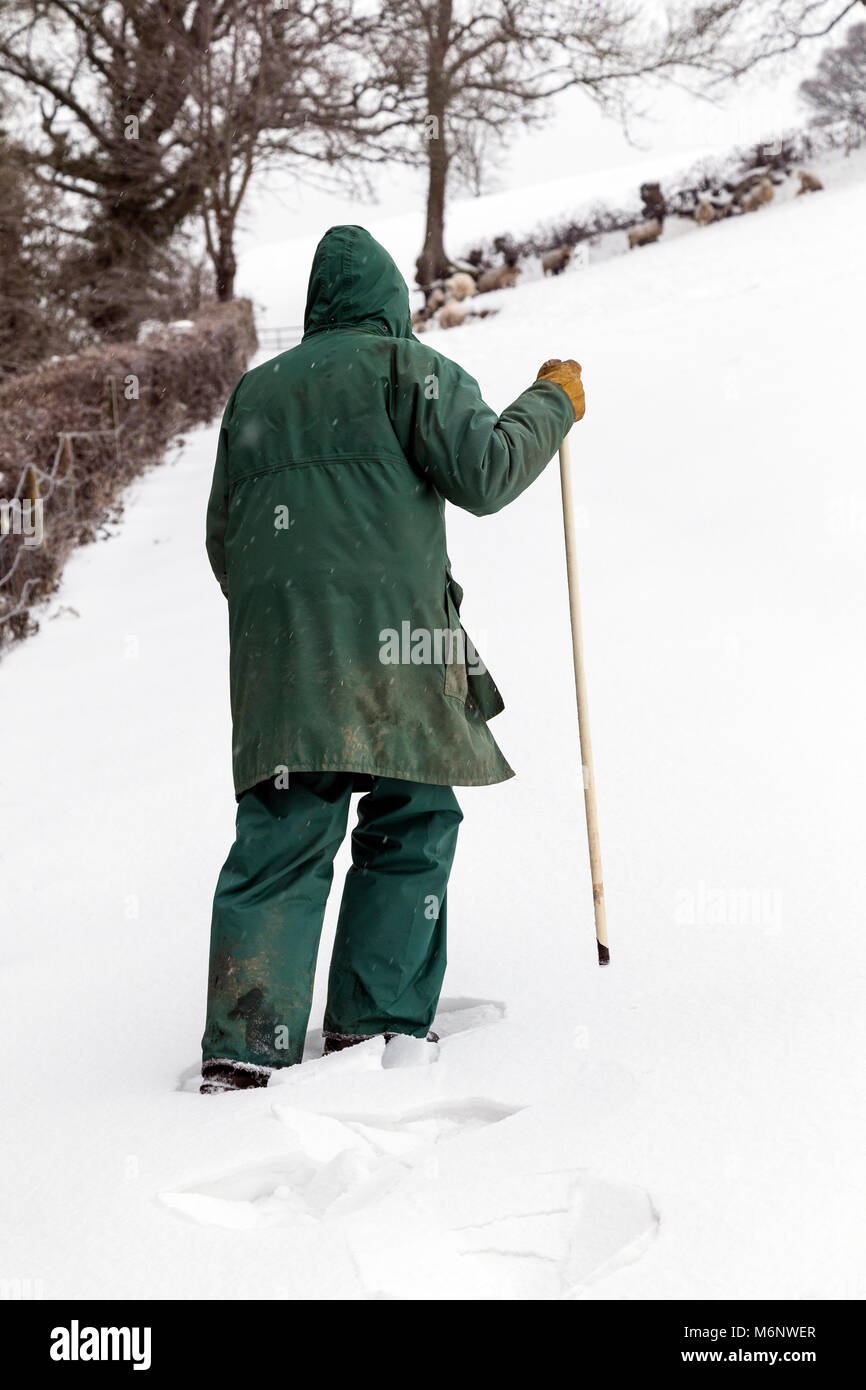 farmer trudges through snow toward stranded sheep,hill, upland sheep farming,agriculturalist, agronomist, smallholder, grazier, farmhand, countryman, Stock Photo