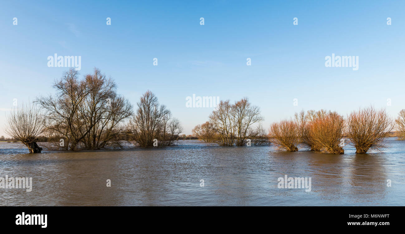 Flood plains at the river IJssel near Zutphen in Gelderland with Pollard willows in the water. Stock Photo