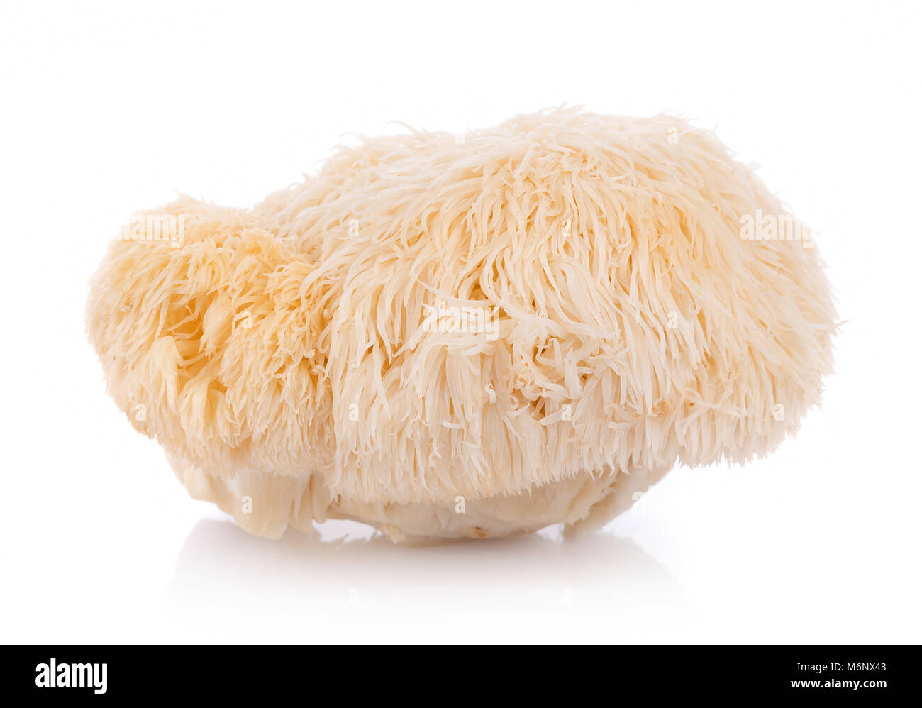 lion mane mushroom isolated on white background Stock Photo