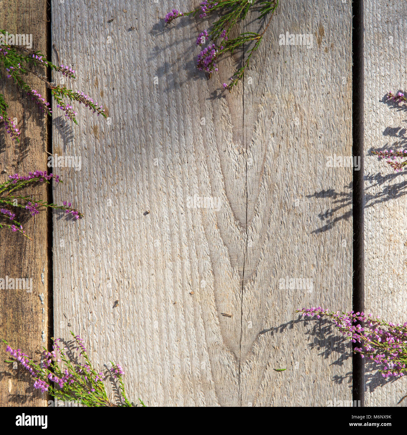 Beautiful pink flower heather frame (calluna vulgaris, erica, ling