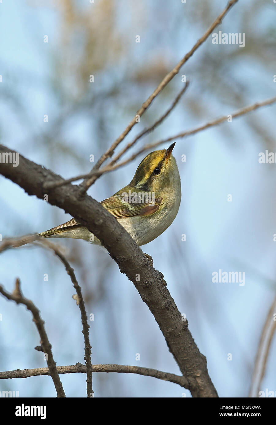 Pallas's Warbler (Phylloscopus proregulus) adult perched on branch  Hebei, China       May Stock Photo