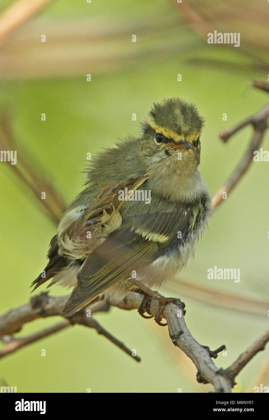 Pallas's Warbler (Phylloscopus proregulus) adult perched inside bush preening tail  Hebei, China       May Stock Photo