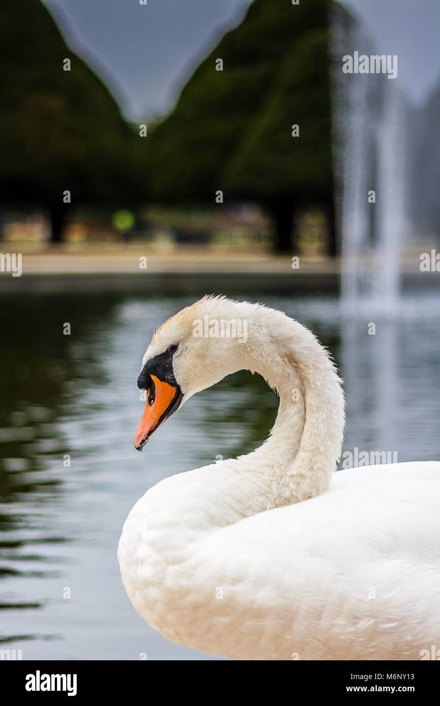White swan at Hampton Court Stock Photo Alamy