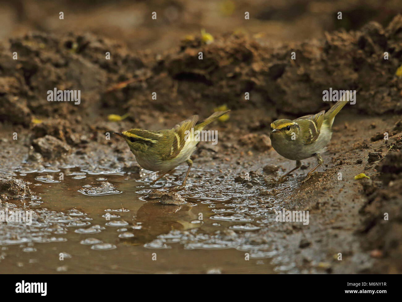 Pallas's Warbler (Phylloscopus proregulus) two adults bathing  Beidaihe, Hebei, China       May Stock Photo