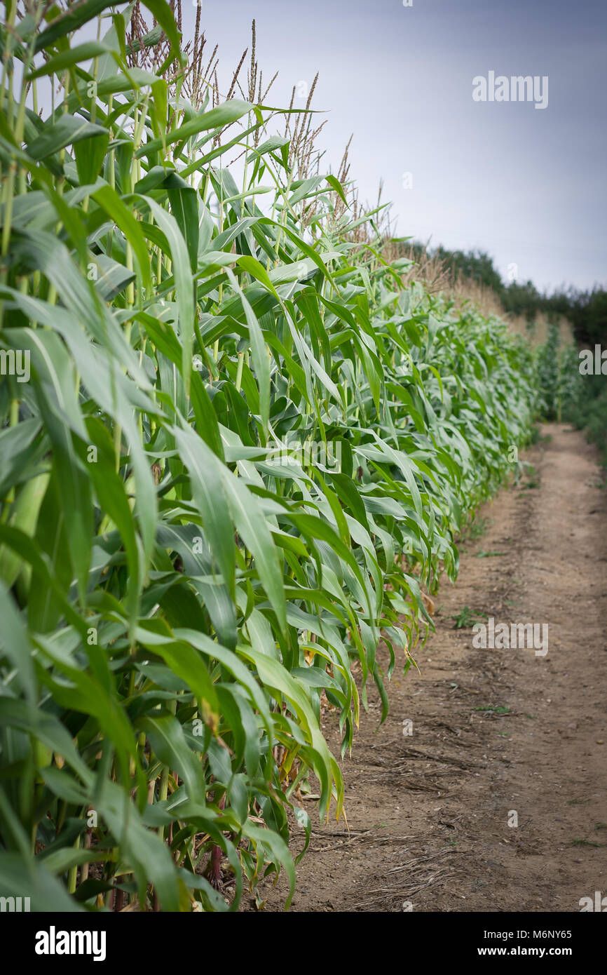 Cover crop corn hires stock photography and images Alamy