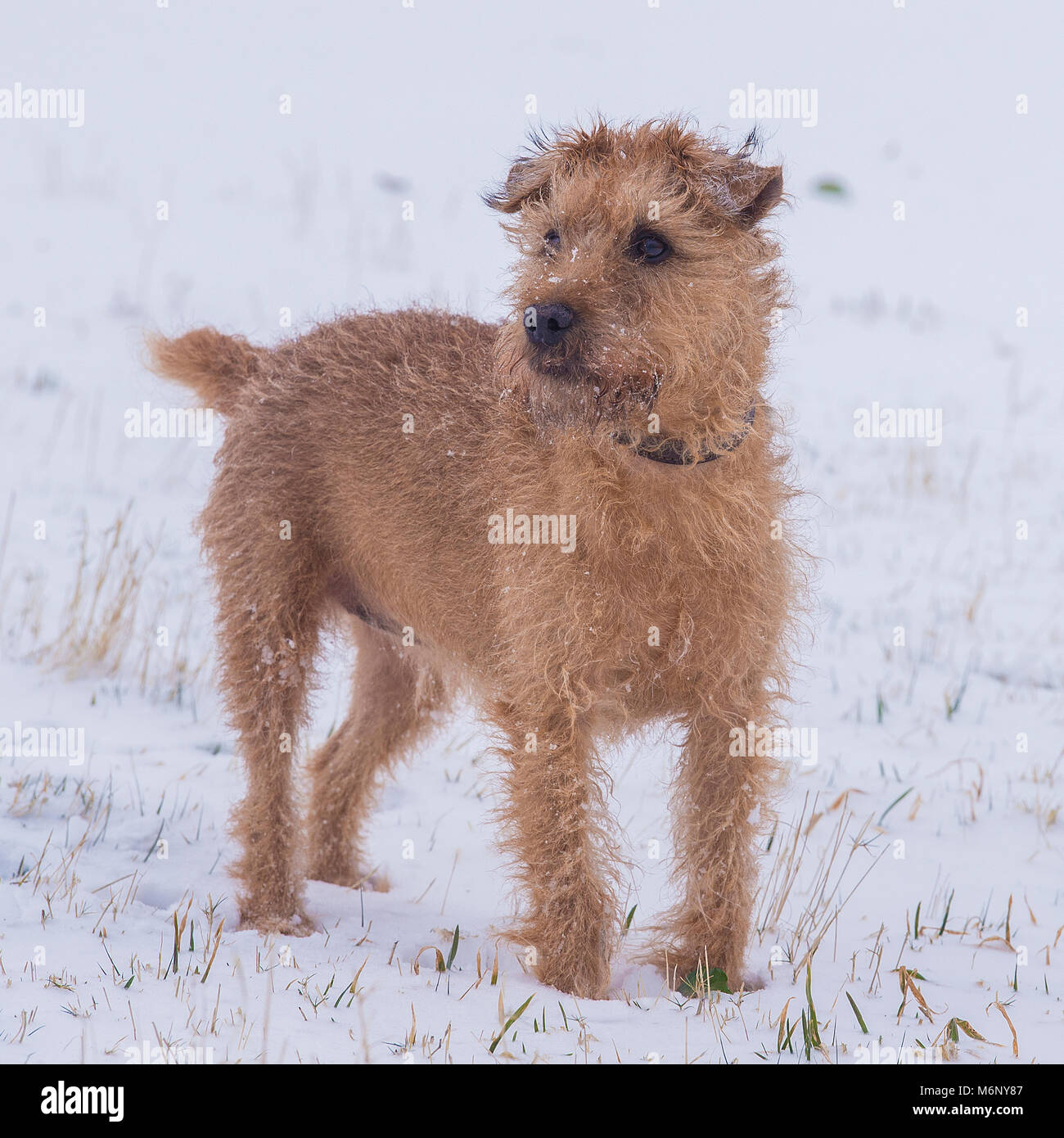 patterdale terrier in snow Stock Photo