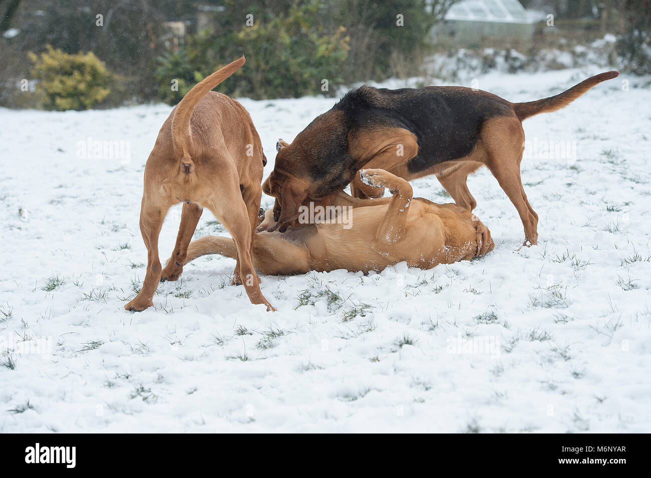 3 bloodhound dogs playing in snow Stock Photo